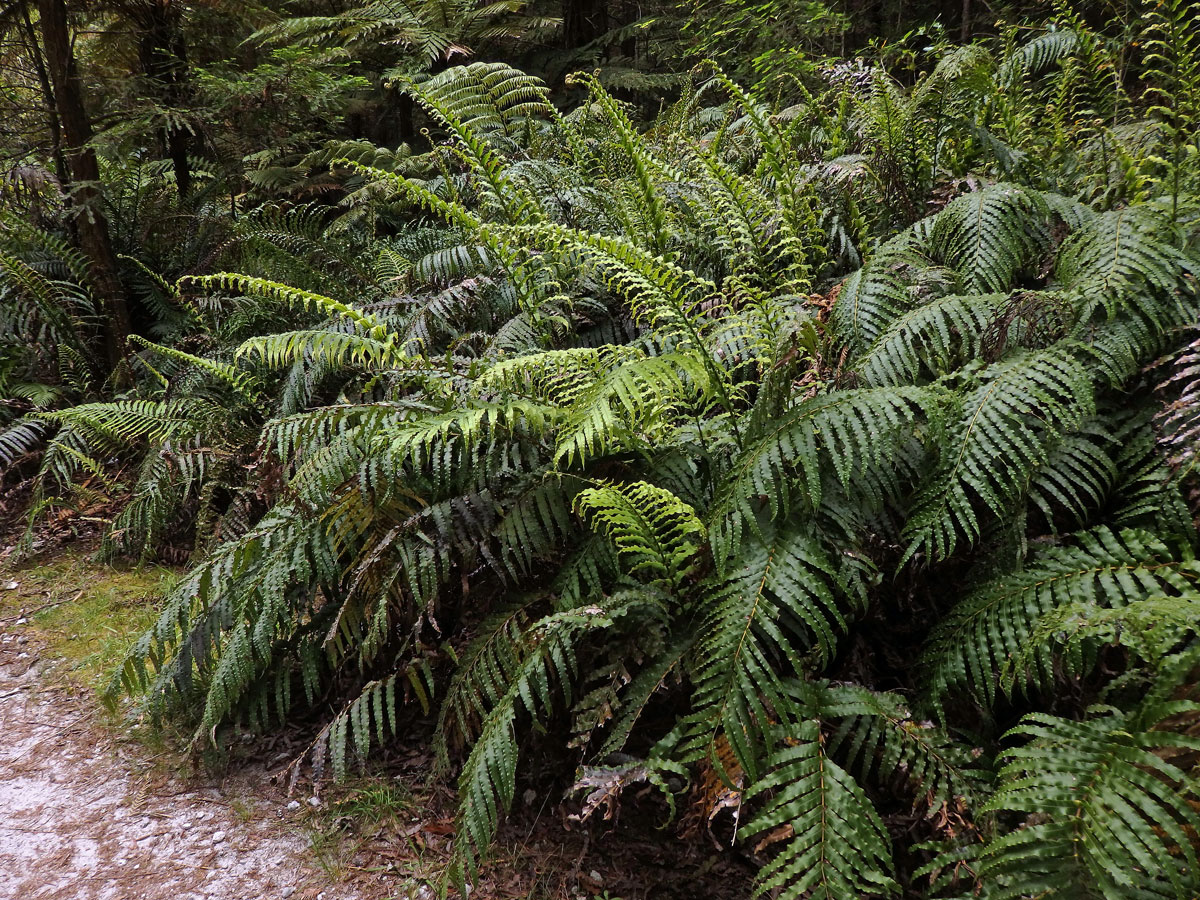 Žebrovice (Blechnum novae-zelandiae T. C. Chambers & P. A. Farrant)