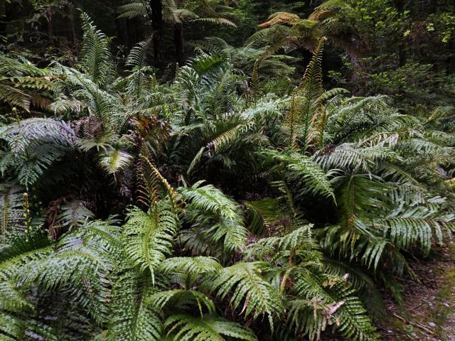 Žebrovice (Blechnum novae-zelandiae T. C. Chambers & P. A. Farrant)