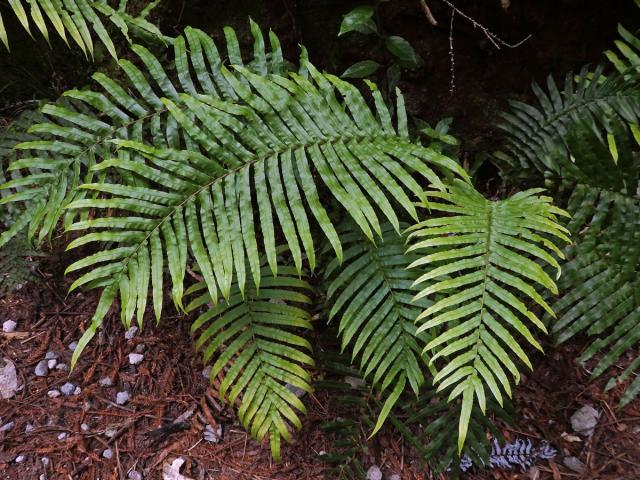 Žebrovice (Blechnum novae-zelandiae T. C. Chambers & P. A. Farrant)