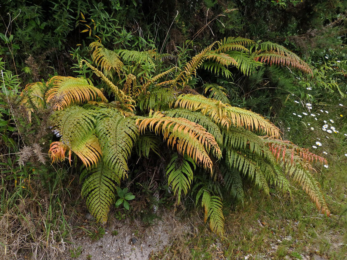 Žebrovice (Blechnum novae-zelandiae T. C. Chambers & P. A. Farrant)