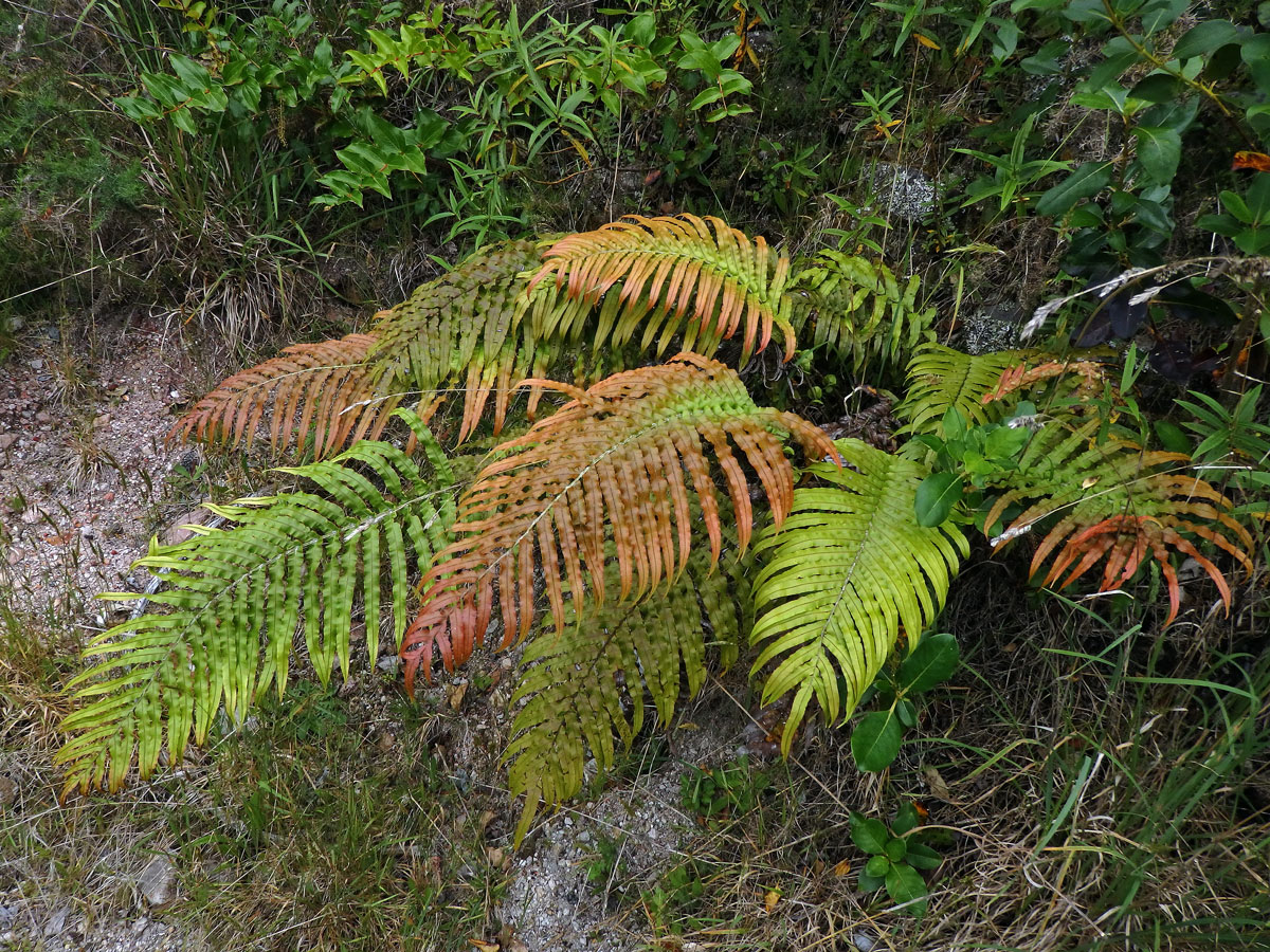 Žebrovice (Blechnum novae-zelandiae T. C. Chambers & P. A. Farrant)