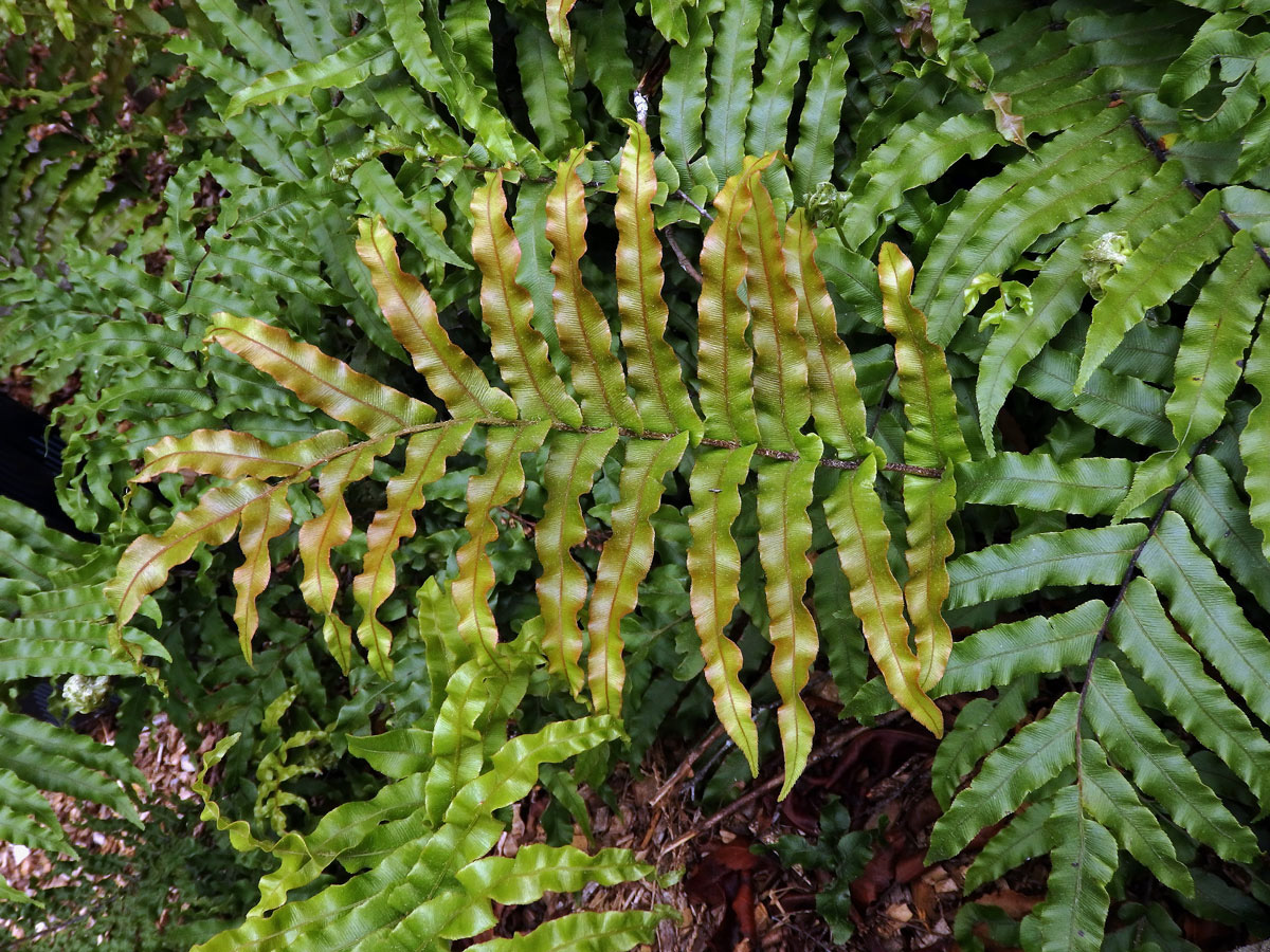 Žebrovice (Blechnum novae-zelandiae T. C. Chambers & P. A. Farrant)