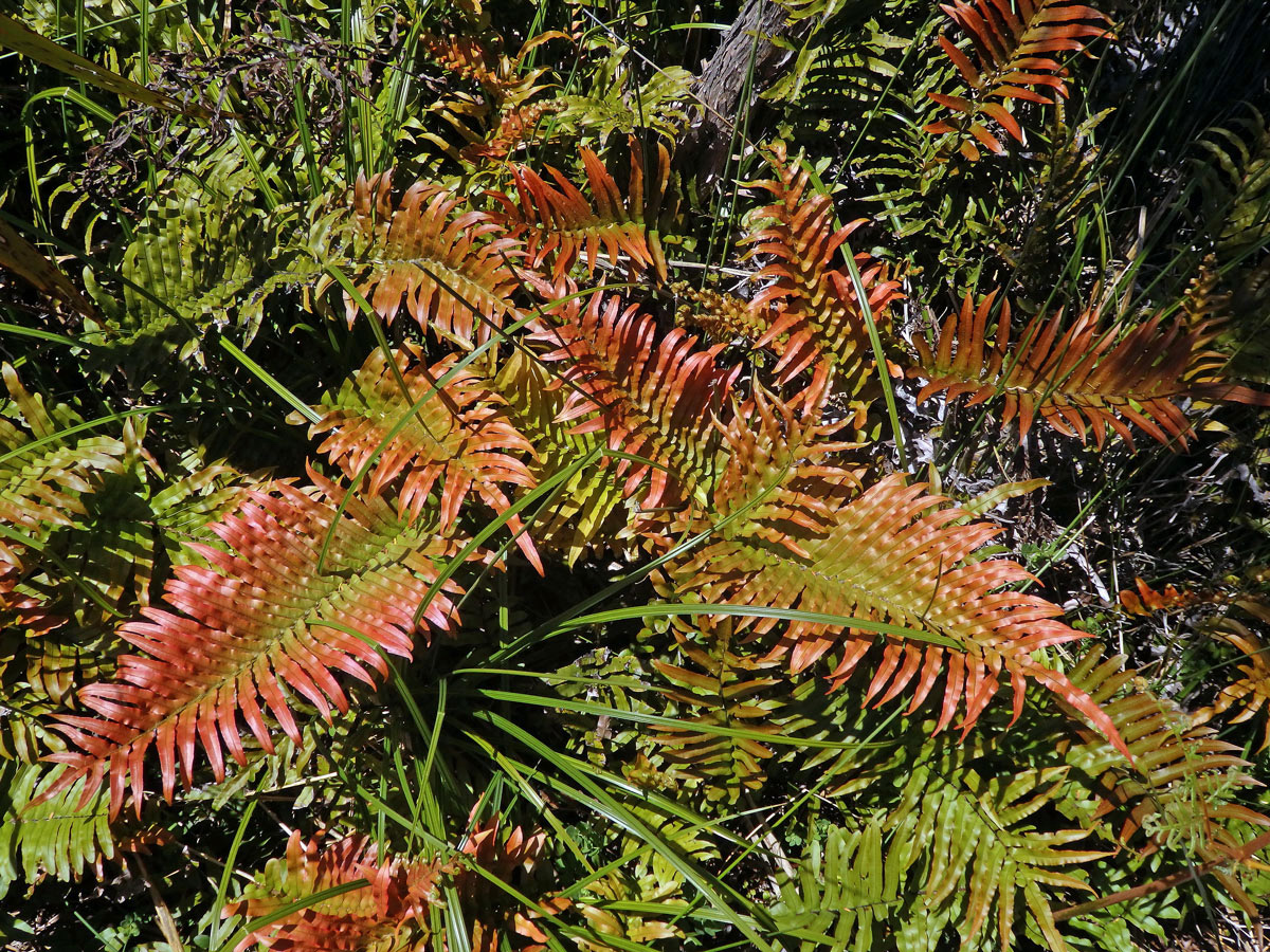 Žebrovice (Blechnum novae-zelandiae T. C. Chambers & P. A. Farrant)