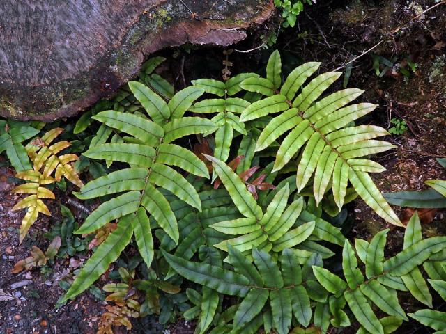 Žebrovice (Blechnum procerum (Forst. f.) Swartz)