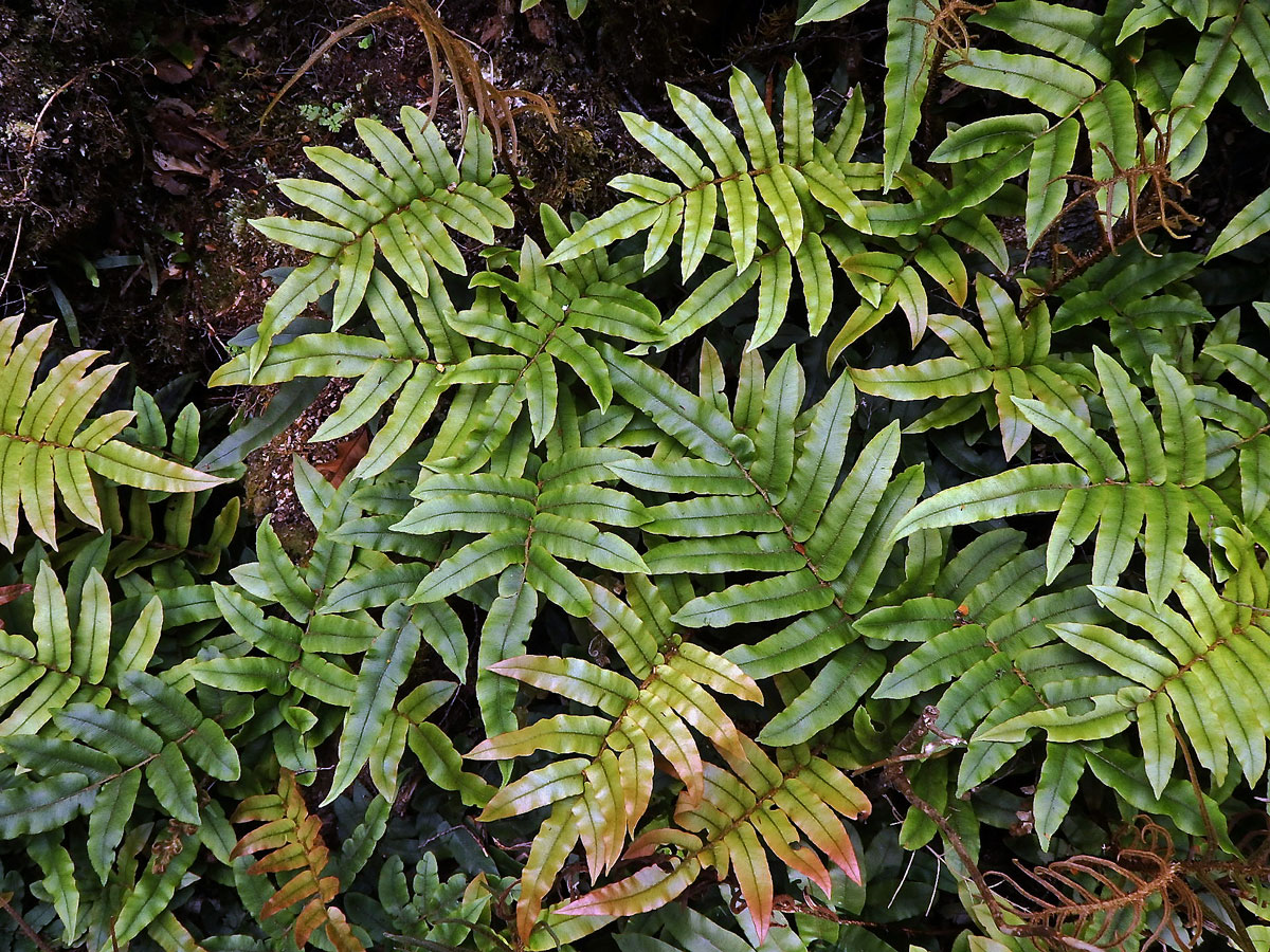 Žebrovice (Blechnum procerum (Forst. f.) Swartz)