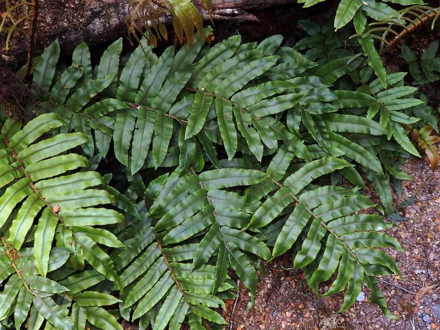 Žebrovice (Blechnum procerum (Forst. f.) Swartz)