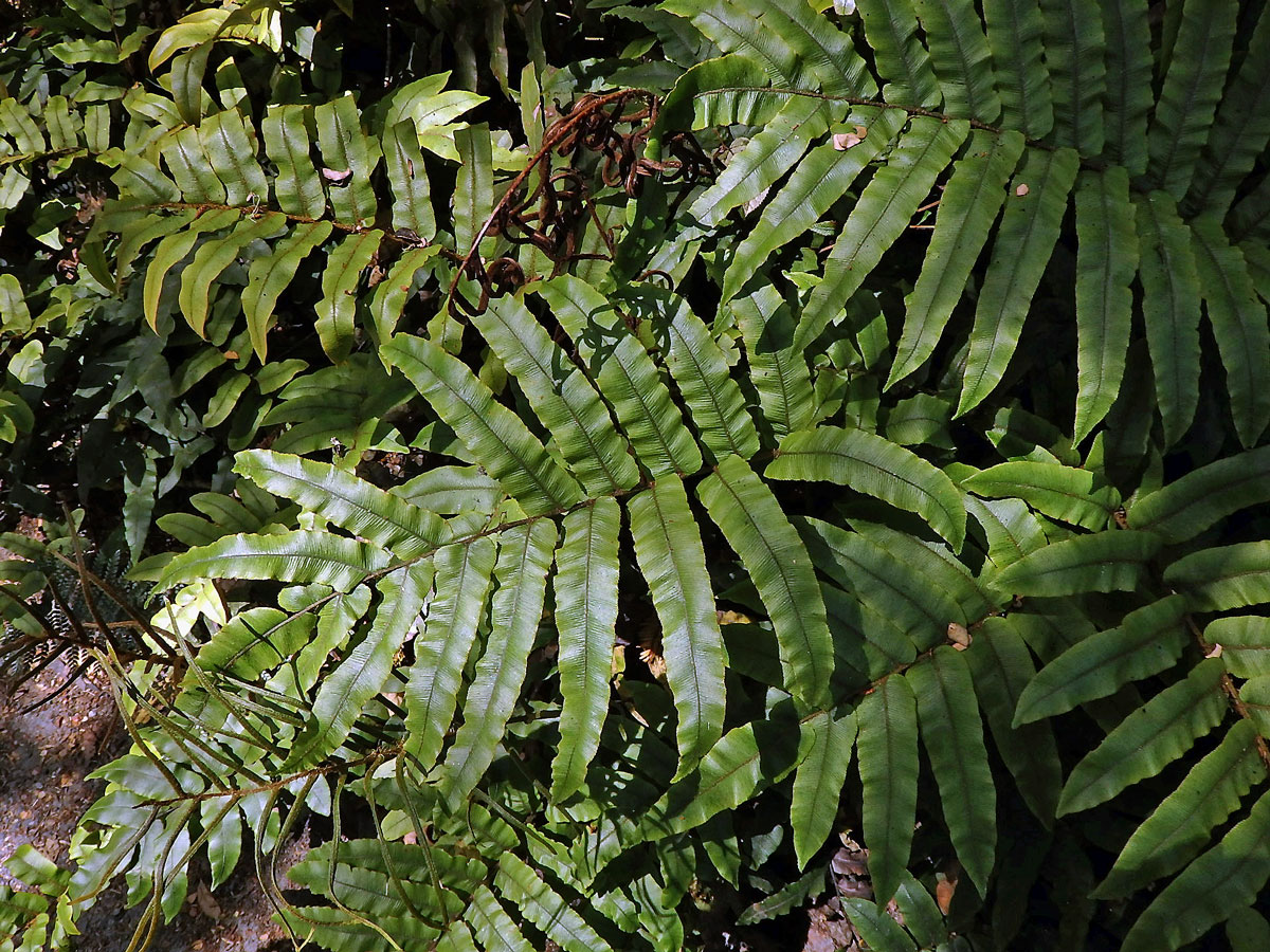 Žebrovice (Blechnum procerum (Forst. f.) Swartz)