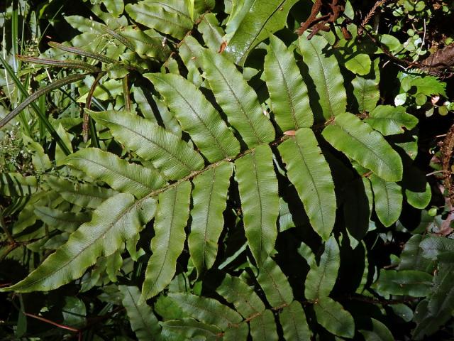 Žebrovice (Blechnum procerum (Forst. f.) Swartz)