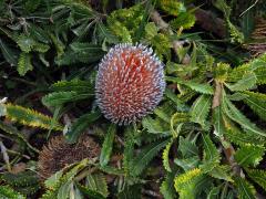 Banksia burdettii Baker f.