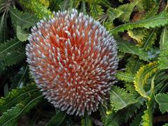 Banksia burdettii Baker f.