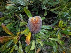 Banksia burdettii Baker f.