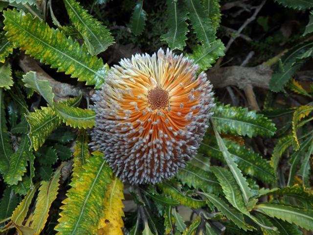 Banksia burdettii Baker f.