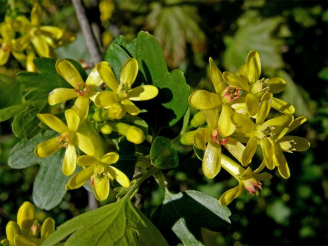 Meruzalka vonná (Ribes odoratum Wendl. fil.)