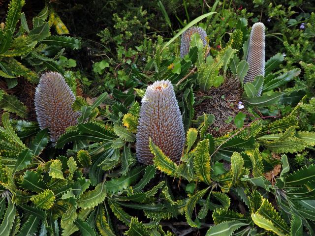 Banksia burdettii Baker f.