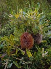 Banksia burdettii Baker f.