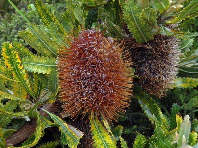 Banksia burdettii Baker f.