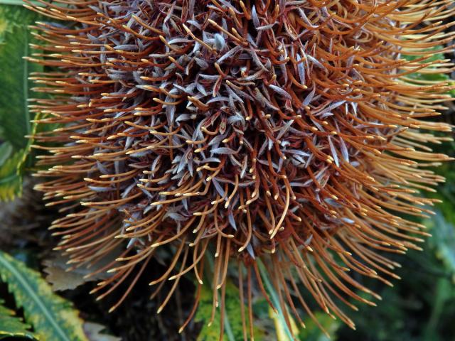 Banksia burdettii Baker f.