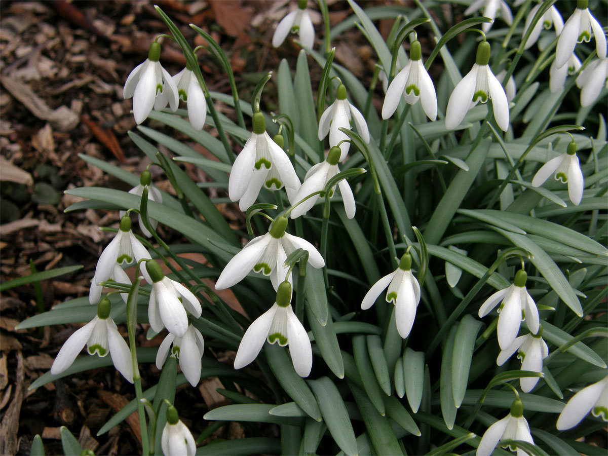 Sněženka podsněžník (Galanthus nivalis L.)