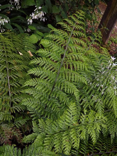 Sleziník (Asplenium bulbiferum G. Forst. )