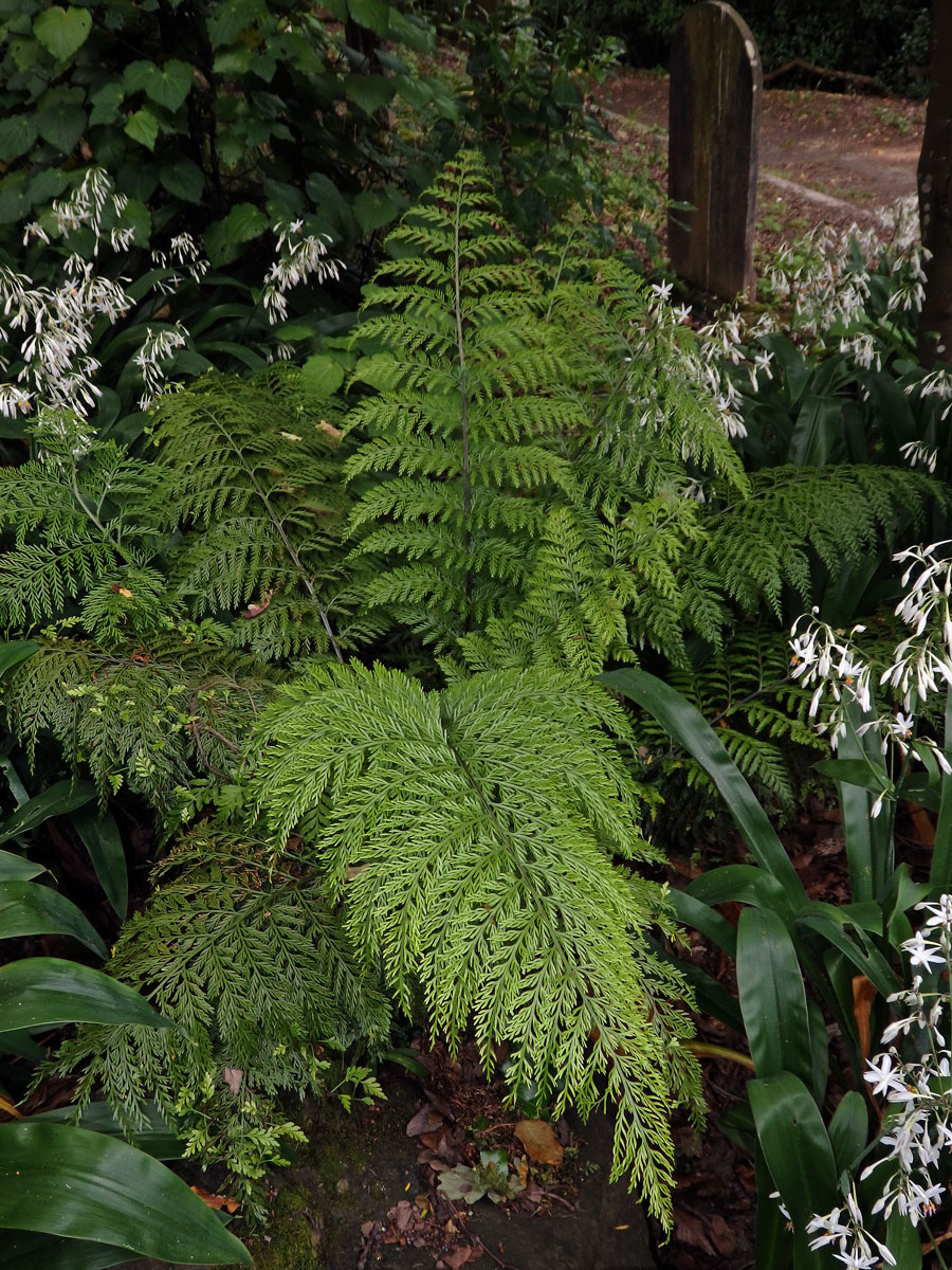 Sleziník (Asplenium bulbiferum G. Forst. )