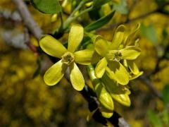 Meruzalka vonná (Ribes odoratum Wendl. fil.)