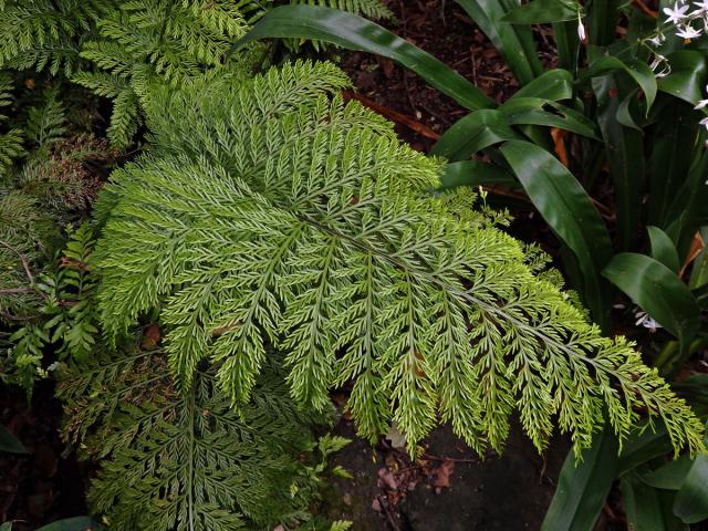 Sleziník (Asplenium bulbiferum G. Forst. )