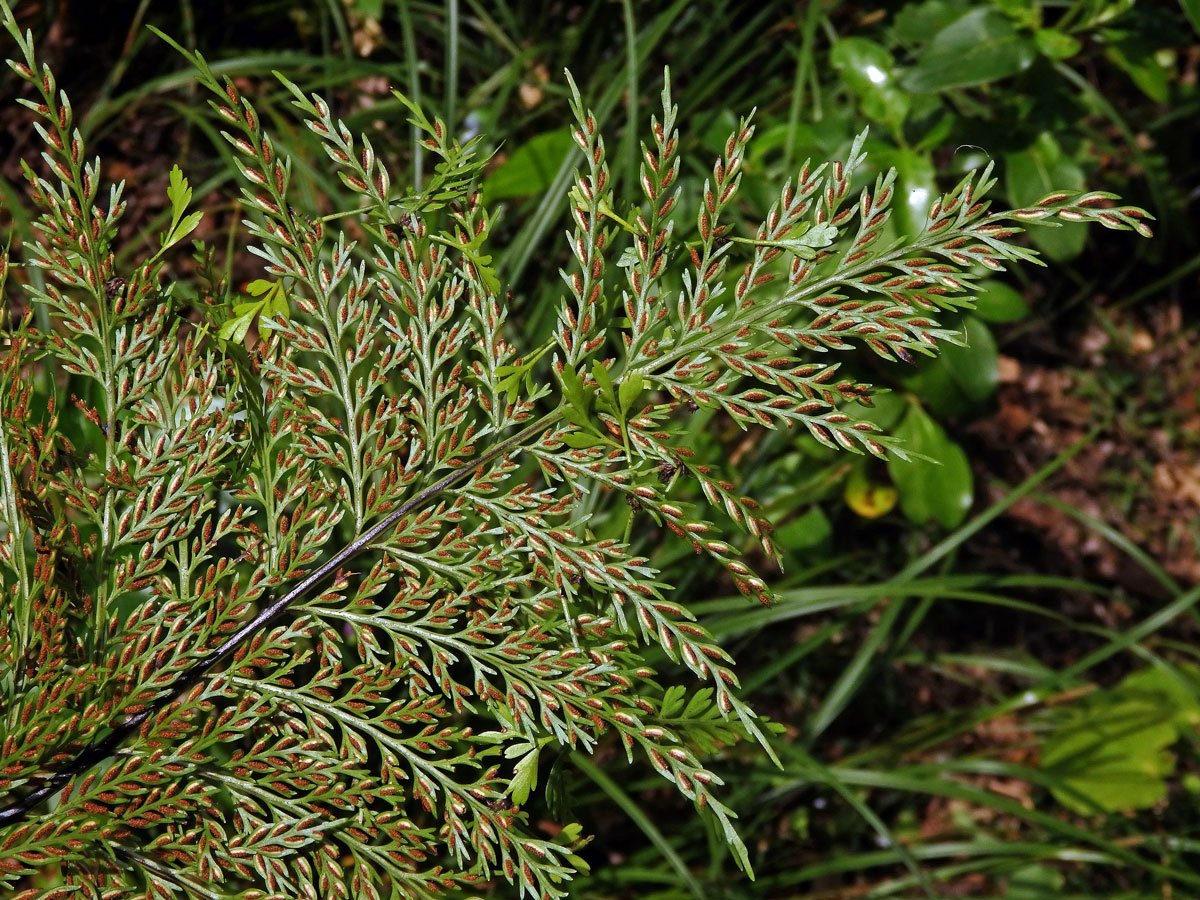 Sleziník (Asplenium bulbiferum G. Forst. )