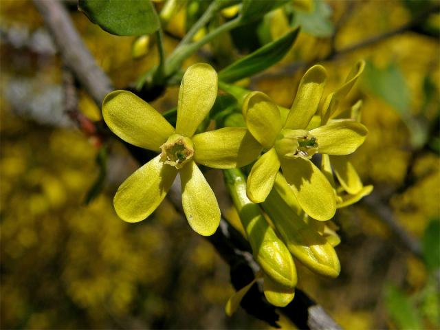 Meruzalka vonná (Ribes odoratum Wendl. fil.)