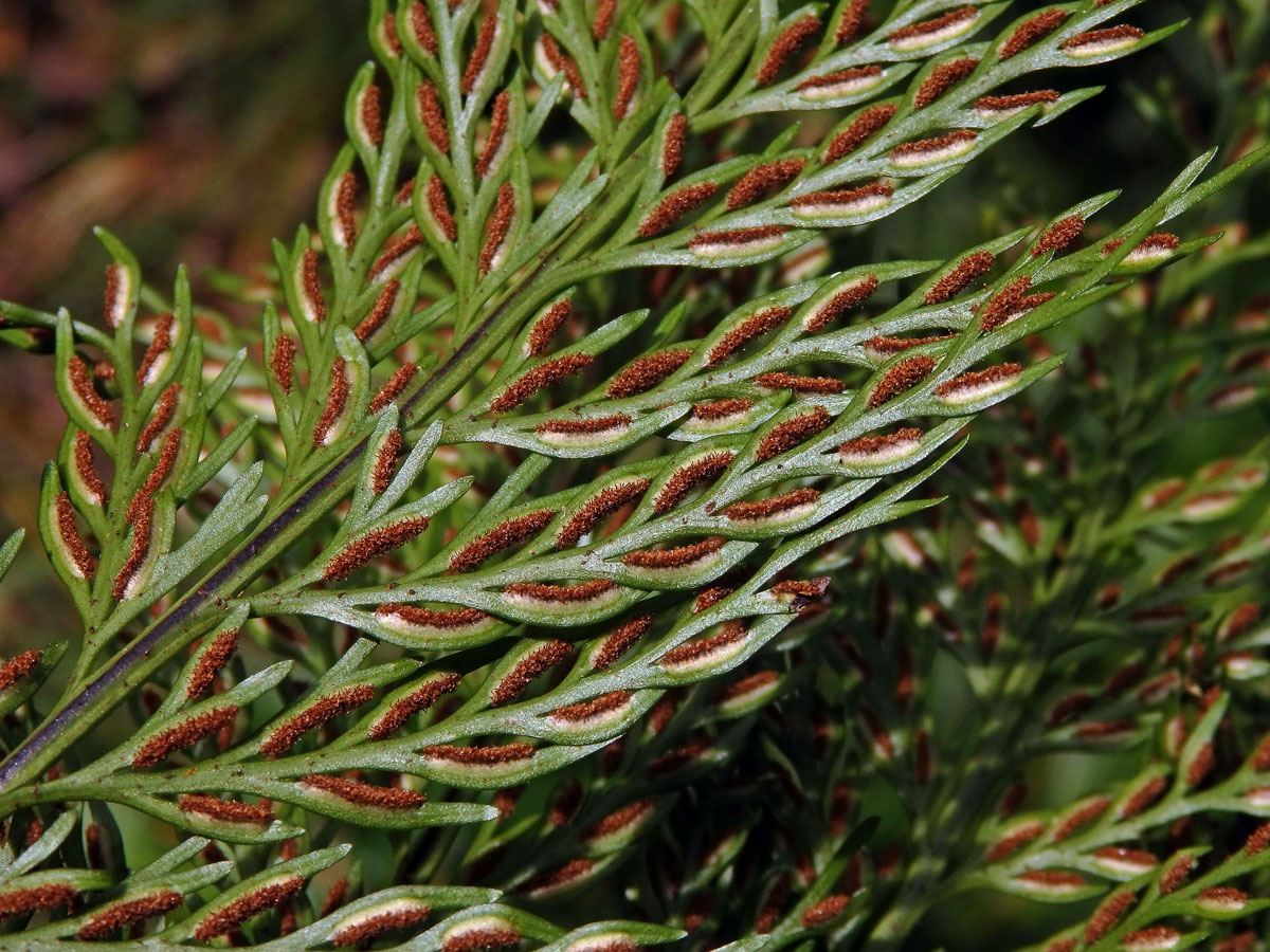 Sleziník (Asplenium bulbiferum G. Forst. )