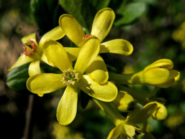 Meruzalka vonná (Ribes odoratum Wendl. fil.)