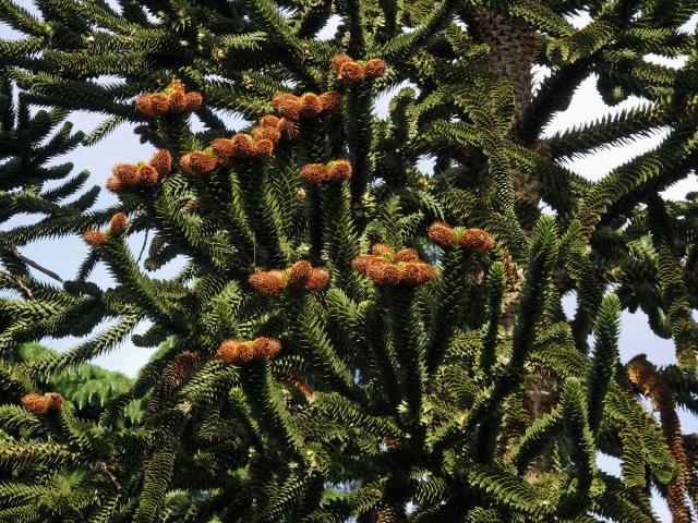 Blahočet chilský (Araucaria araucana (Molina) K. Koch)