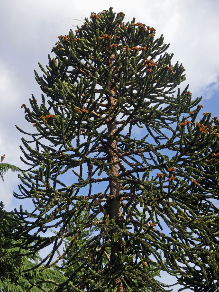 Blahočet chilský (Araucaria araucana (Molina) K. Koch)