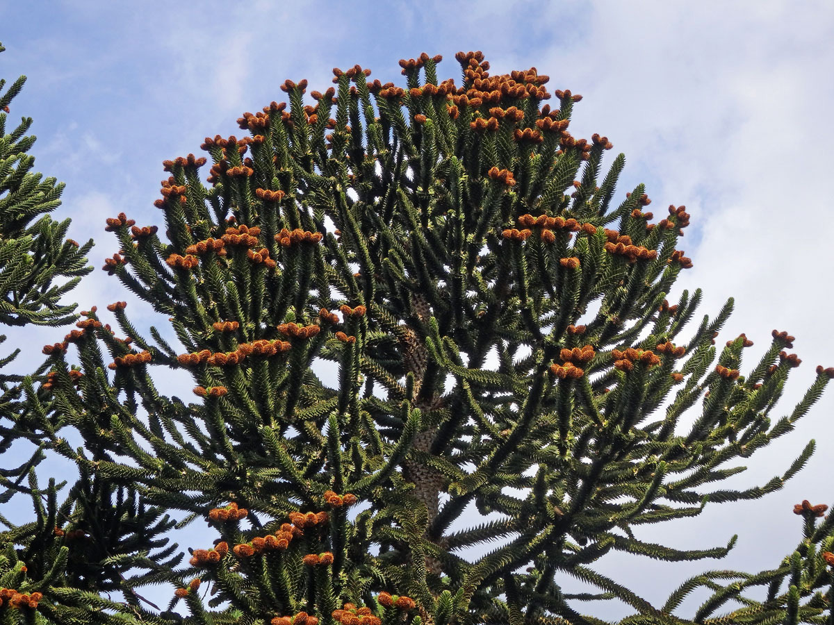 Blahočet chilský (Araucaria araucana (Molina) K. Koch)