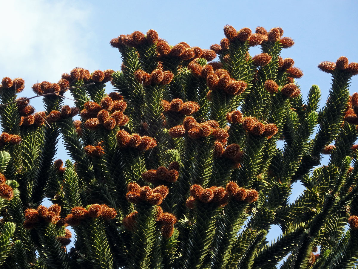 Blahočet chilský (Araucaria araucana (Molina) K. Koch)