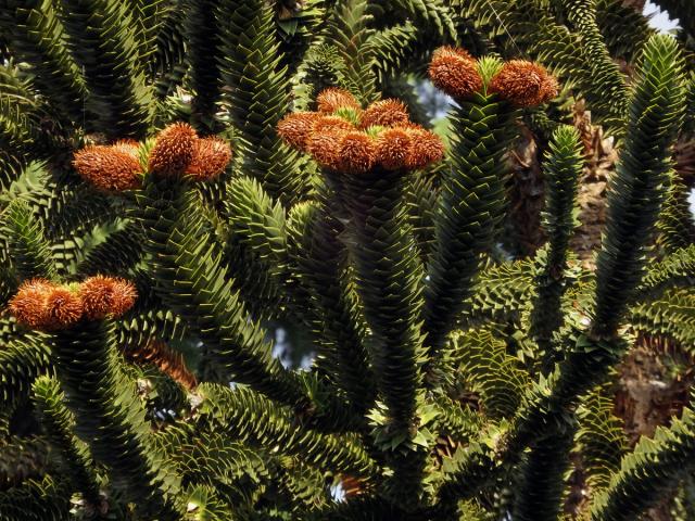 Blahočet chilský (Araucaria araucana (Molina) K. Koch)