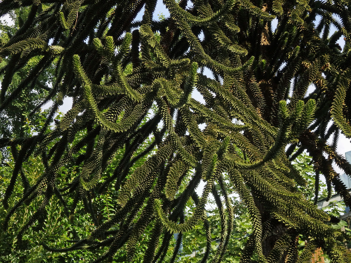 Blahočet chilský (Araucaria araucana (Molina) K. Koch)