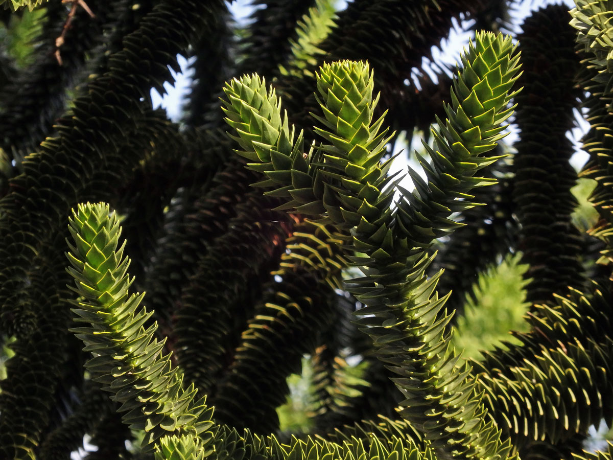 Blahočet chilský (Araucaria araucana (Molina) K. Koch)