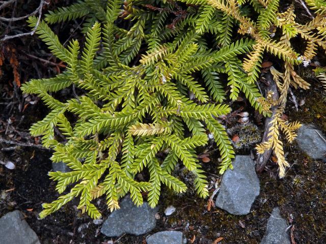 Plavuň (Lycopodium scariosum G. Forst.)