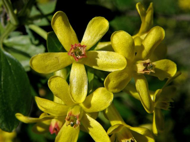 Meruzalka vonná (Ribes odoratum Wendl. fil.)