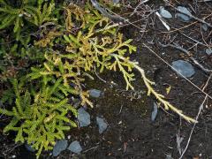 Plavuň (Lycopodium scariosum G. Forst.)