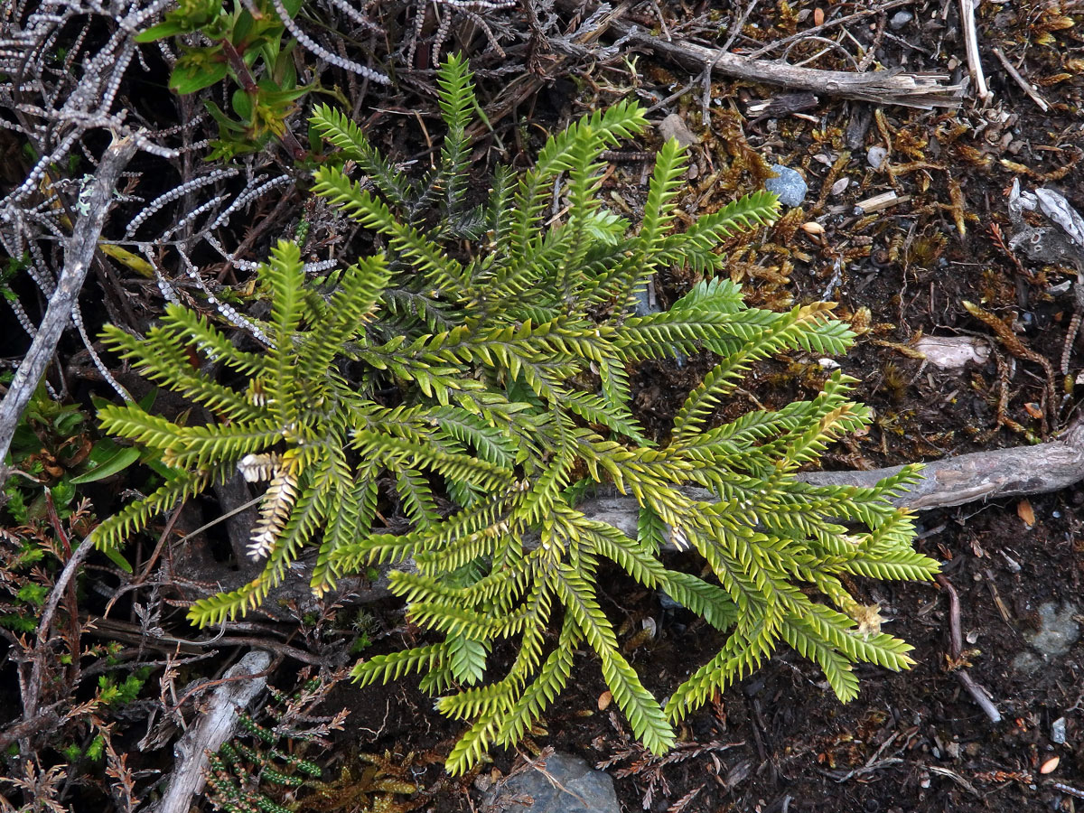 Plavuň (Lycopodium scariosum G. Forst.)