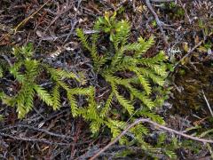 Plavuň (Lycopodium scariosum G. Forst.)