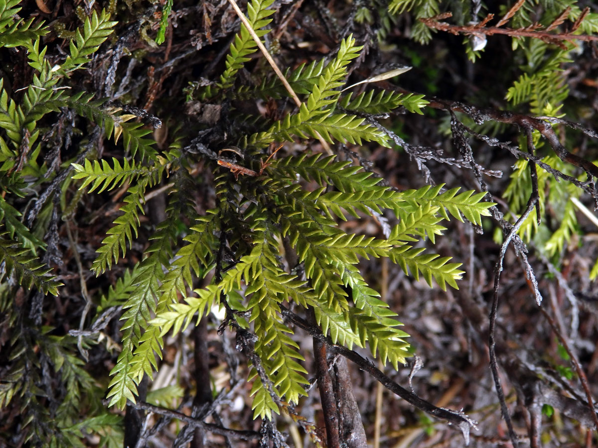 Plavuň (Lycopodium scariosum G. Forst.)