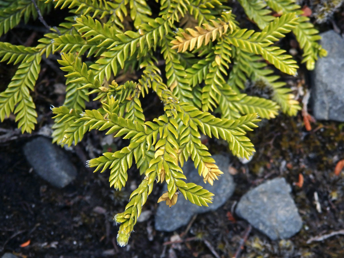 Plavuň (Lycopodium scariosum G. Forst.)