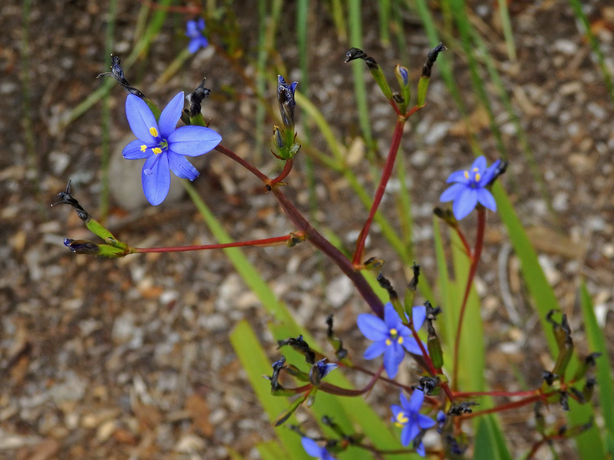 Aristea ecklonii Baker