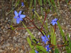 Aristea ecklonii Baker