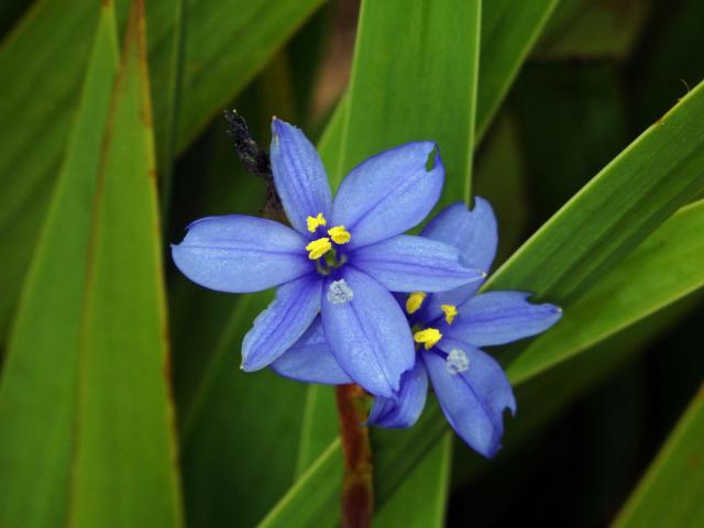 Aristea ecklonii Baker