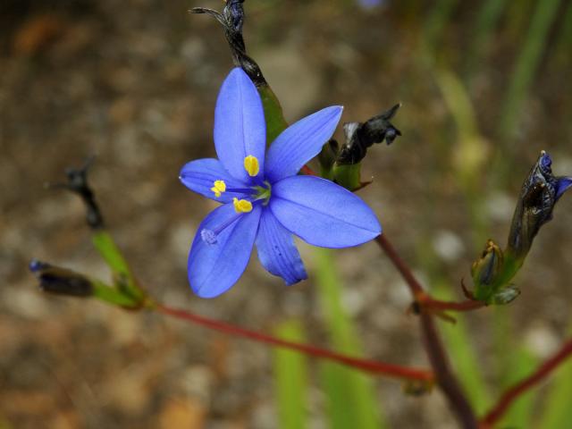 Aristea ecklonii Baker