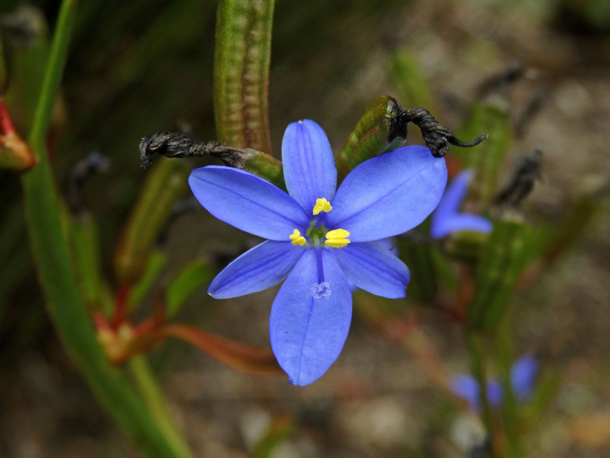 Aristea ecklonii Baker