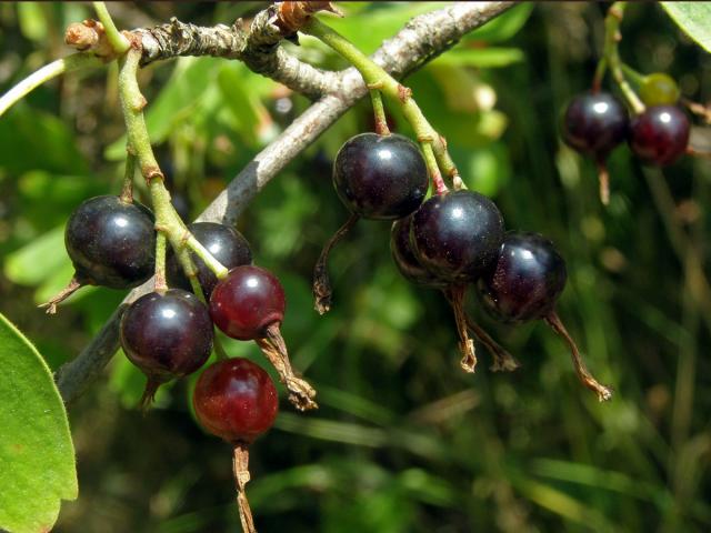 Meruzalka vonná (Ribes odoratum Wendl. fil.)